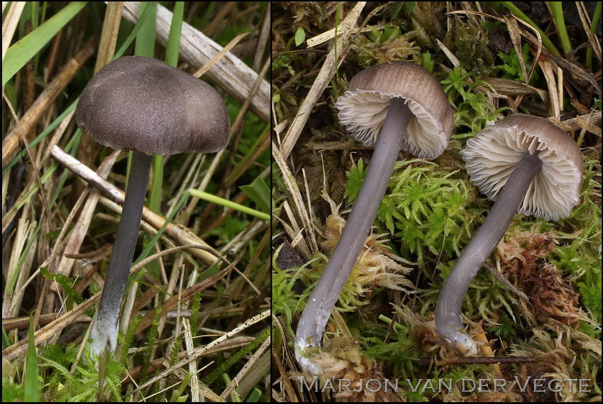 Zwartblauwe satijnzwam - Entoloma atrocoeruleum