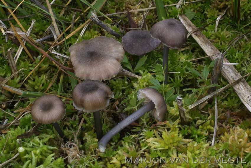 Zwartblauwe satijnzwam - Entoloma atrocoeruleum