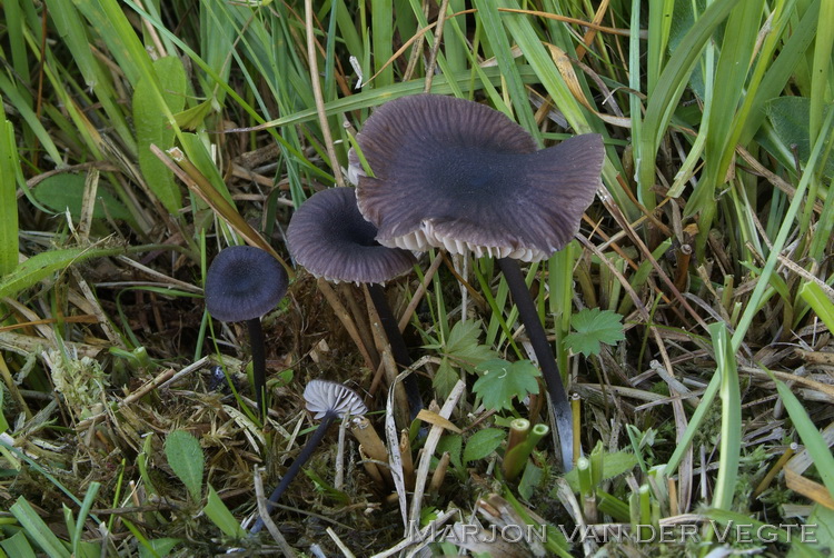 Schubbig staalsteeltje - Entoloma asprellum