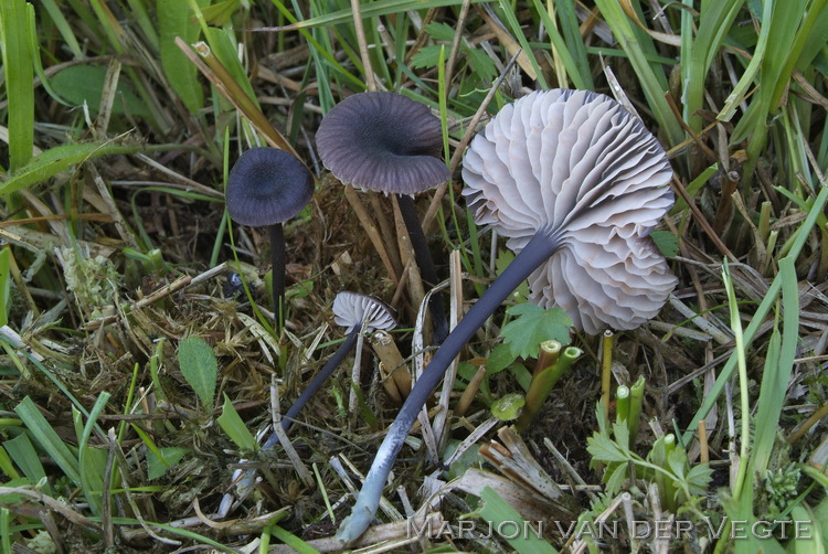 Schubbig staalsteeltje - Entoloma asprellum