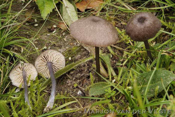 Zwartblauwe satijnzwam - Entoloma atrocoeruleum