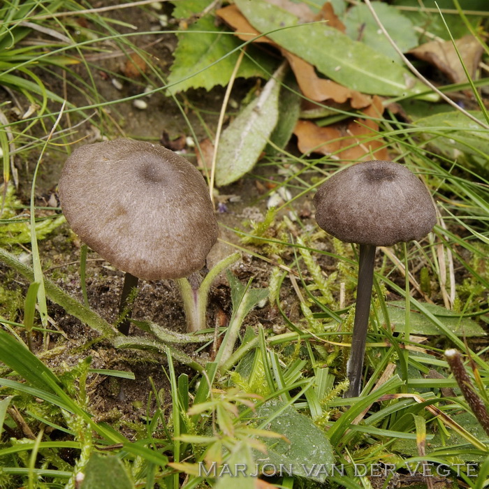 Zwartblauwe satijnzwam - Entoloma atrocoeruleum