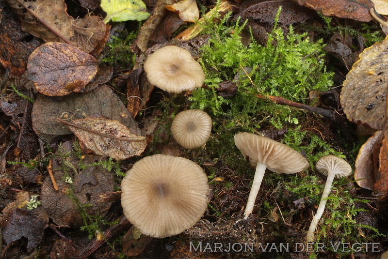 Tweesporige satijnzwam - Entoloma bisporigerum