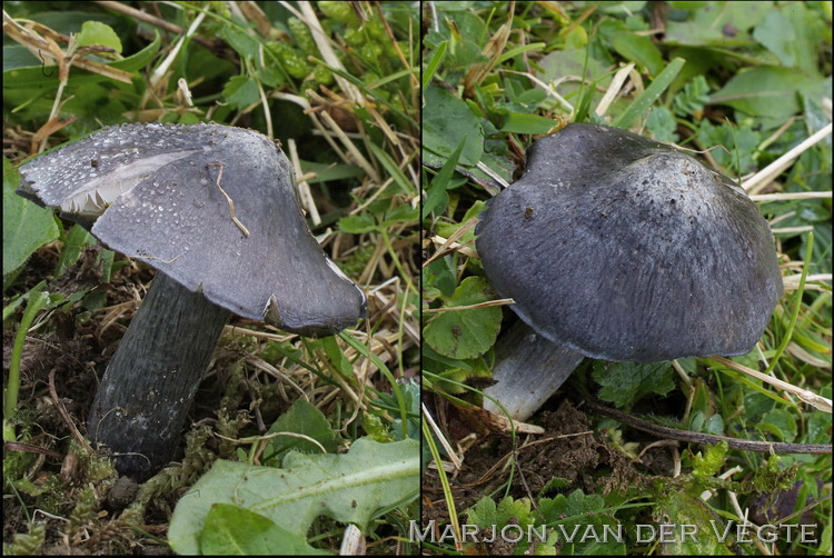 Blauwe molenaarssatijnzwam - Entoloma bloxamii