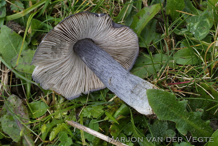 Blauwe molenaarssatijnzwam - Entoloma bloxamii