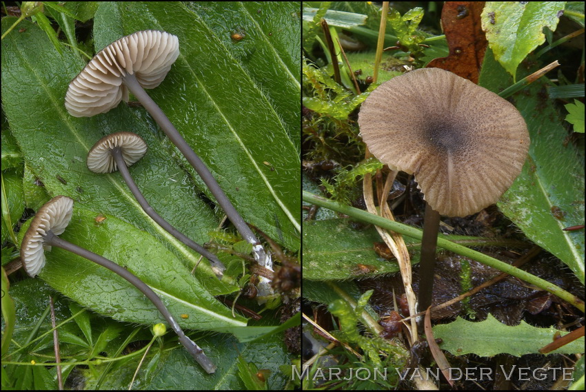 Entoloma brunneicoeruleum - Entoloma brunneicoeruleum