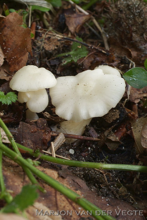 Ranzige elzensatijnzwam - Entoloma caccabus Ranzige elzensatijnzwam - Entoloma caccabus