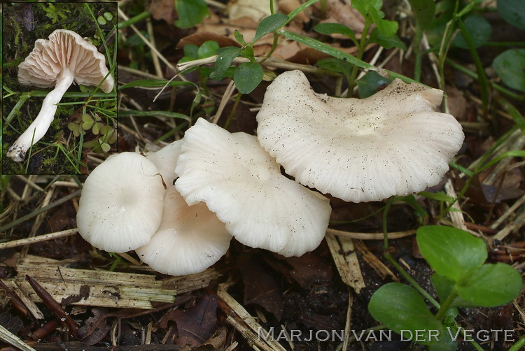 Ranzige elzensatijnzwam - Entoloma caccabus Ranzige elzensatijnzwam - Entoloma caccabus