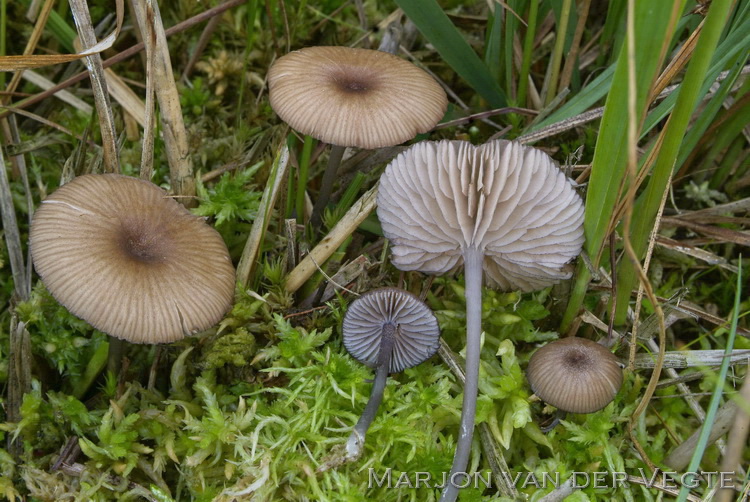 Bruine zwartsneesatijnzwam - Entoloma caesiocinctum