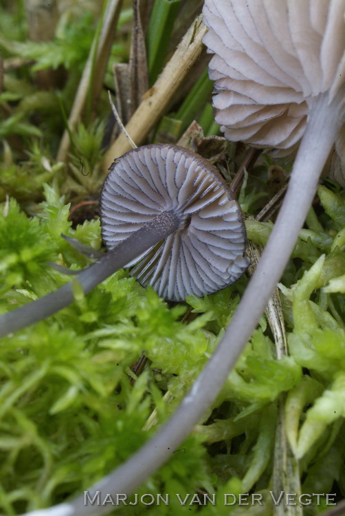 Bruine zwartsneesatijnzwam - Entoloma caesiocinctum