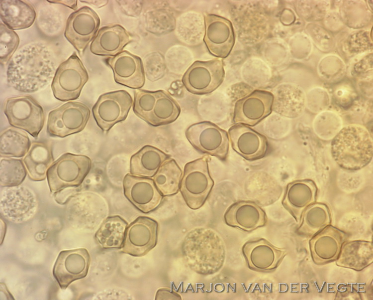 Bruine zwartsneesatijnzwam - Entoloma caesiocinctum