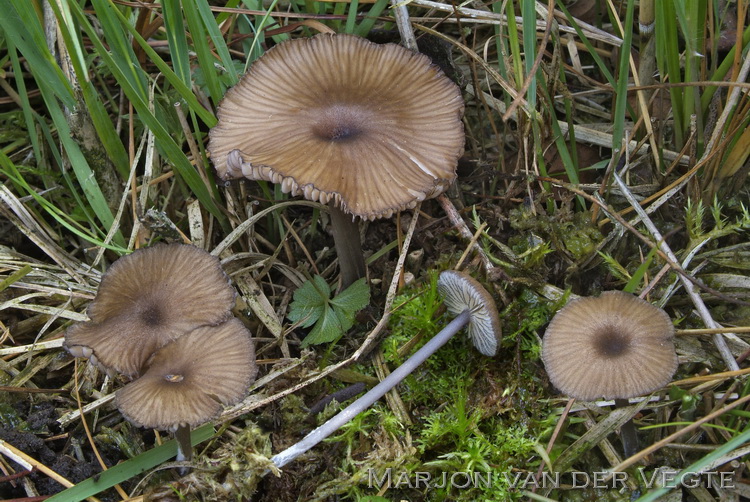 Bruine zwartsneesatijnzwam - Entoloma caesiocinctum