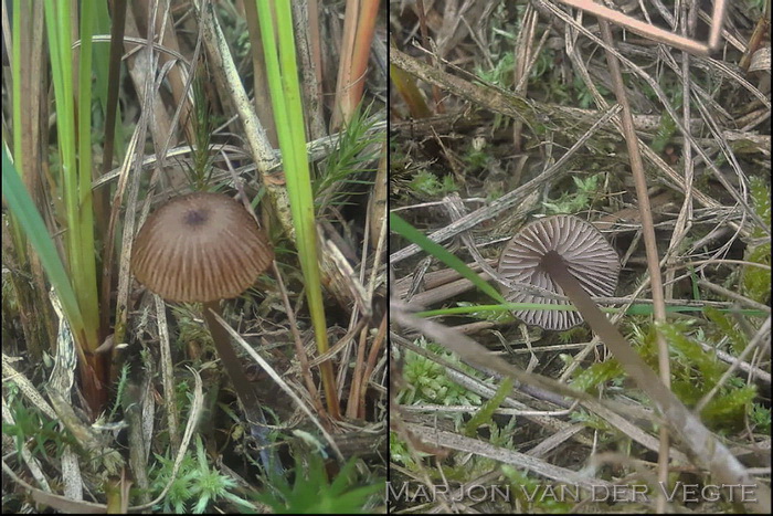 Zinksatijnzwam - Entoloma calaminare