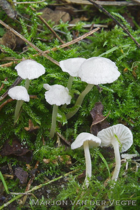 Hagelwitte satijnzwam - Entoloma cephalotrichum