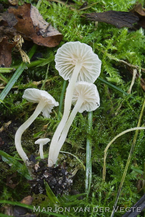 Hagelwitte satijnzwam - Entoloma cephalotrichum