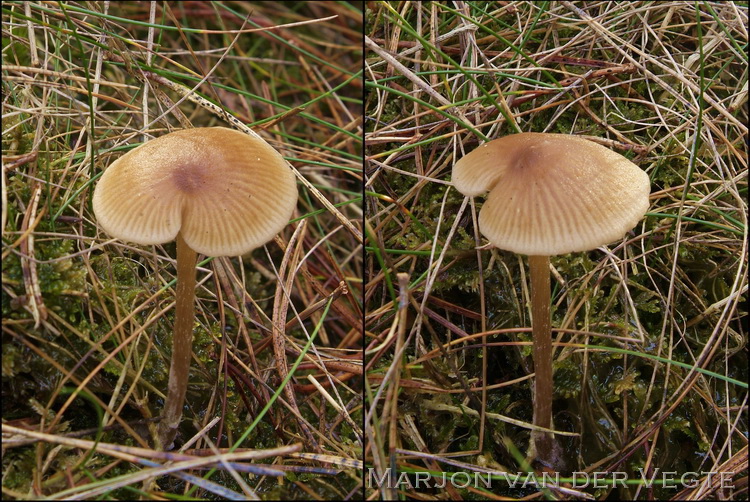 Dennensatijnzwam - Entoloma cetratum