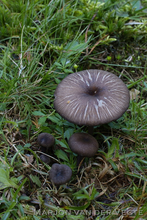 Zwartsneesatijnzwam - Entoloma serrulatum