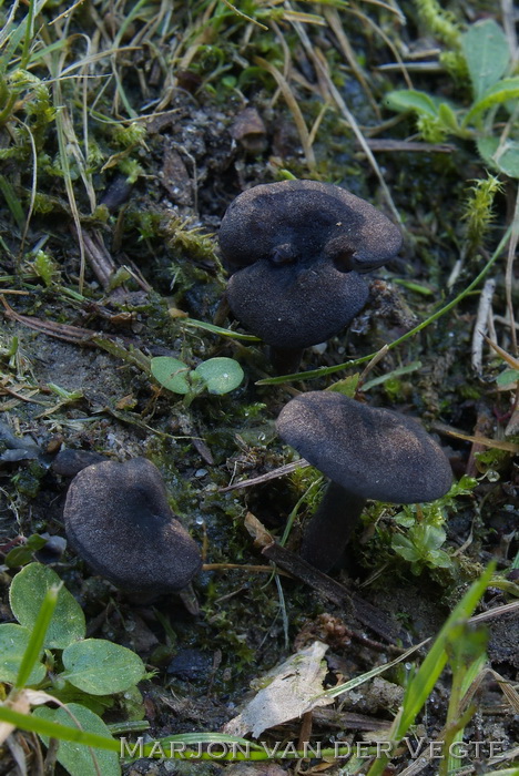 Zwartsneesatijnzwam - Entoloma serrulatum