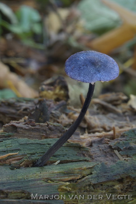 Fraaie satijnzwam - Entoloma lepidissimum