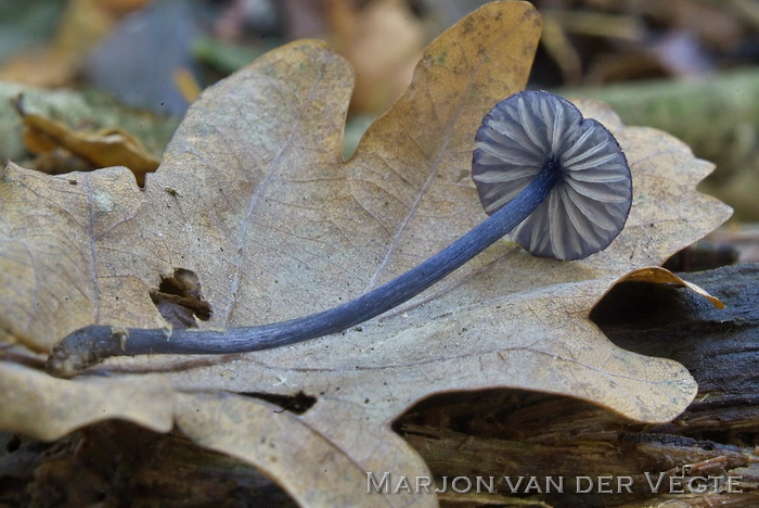 Fraaie satijnzwam - Entoloma lepidissimum