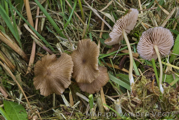 Citroensteelsatijnzwam - Entoloma chloropolium