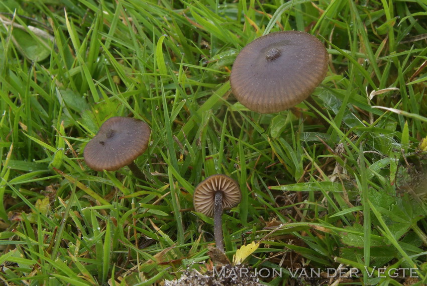 Dikplaatsatijnzwam - Entoloma clandestinum