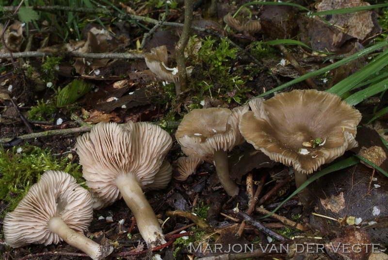 Harde voorjaarssatijnzwam - Entoloma clypeatum