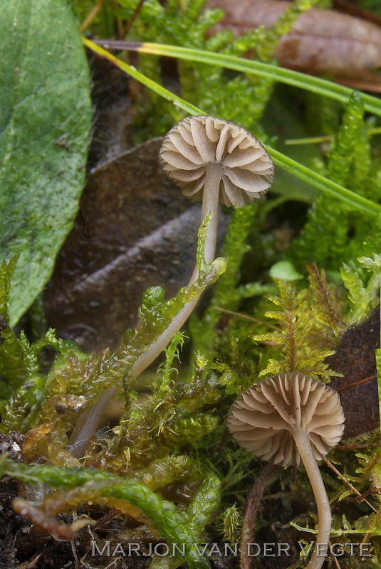 Genavelde cystidesatijnzwam - Entoloma cocles
