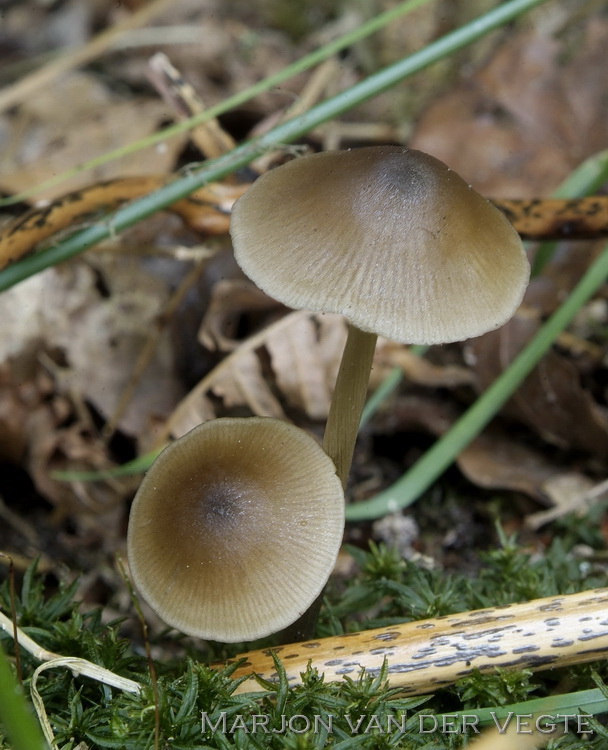 Sterspoorsatijnzwam - Entoloma conferendum var. pusillum