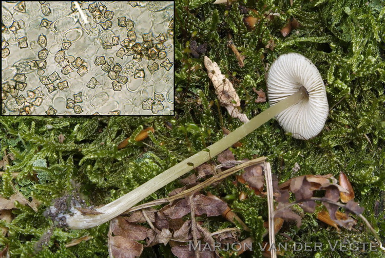 Sterspoorsatijnzwam - Entoloma conferendum var. pusillum