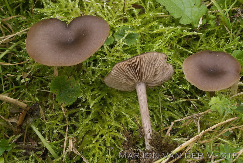 Grote trechtersatijnzwam - Entoloma costatum Grote trechtersatijnzwam - Entoloma costatum