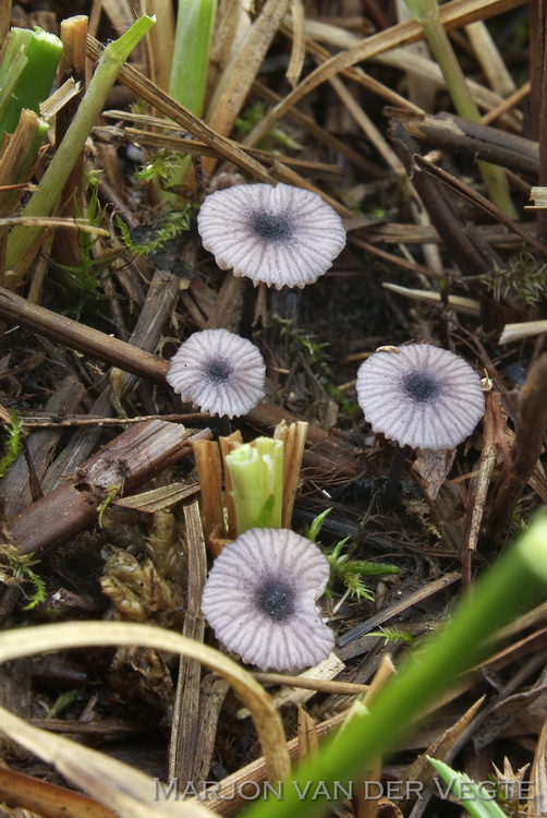 Grootsporig staalsteeltje - Entoloma cyanulum var. cyanulum