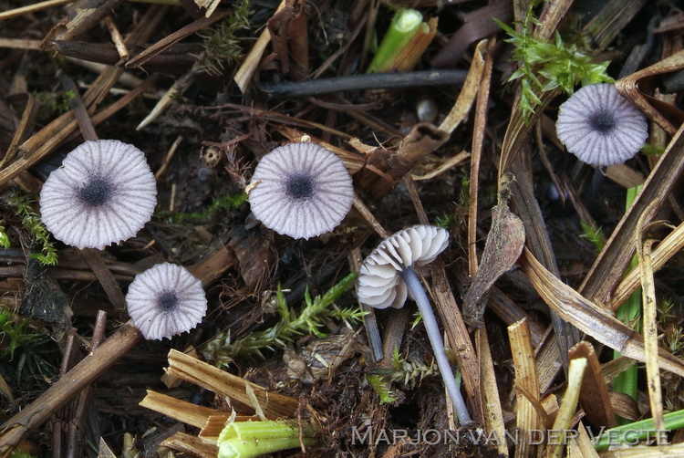 Grootsporig staalsteeltje - Entoloma cyanulum var. cyanulum