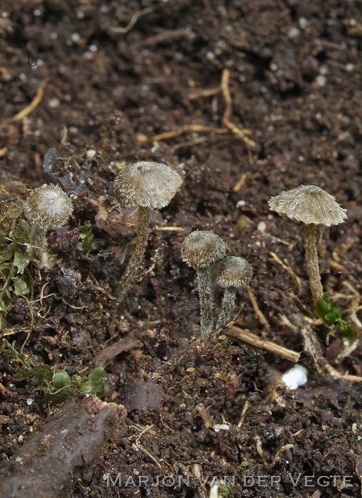 Vloksteelsatijnzwam - Entoloma dysthales