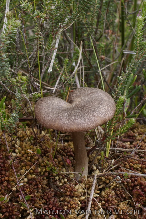 Veenmossatijnzwam - Entoloma elodes