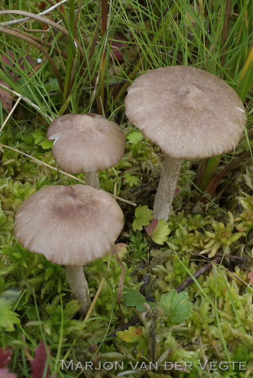 Veenmossatijnzwam - Entoloma elodes