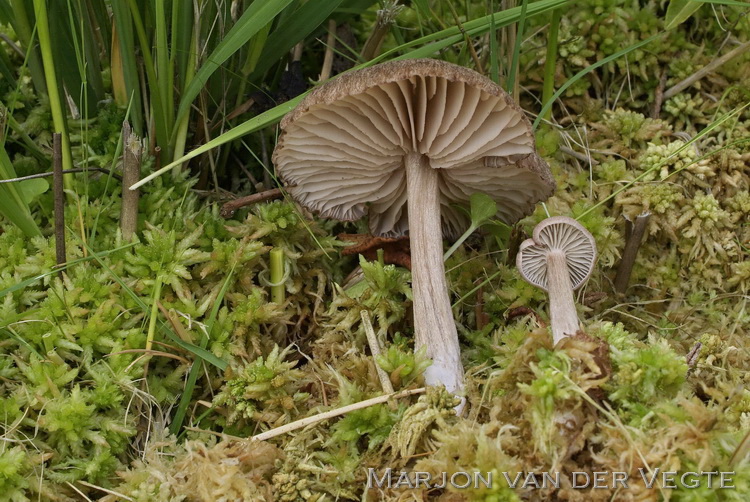 Veenmossatijnzwam - Entoloma elodes