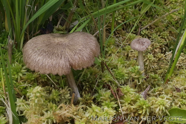 Veenmossatijnzwam - Entoloma elodes