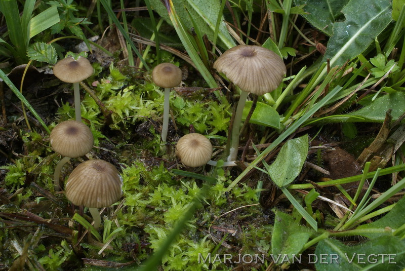 Citroensteelsatijnzwam - Entoloma chloropolium