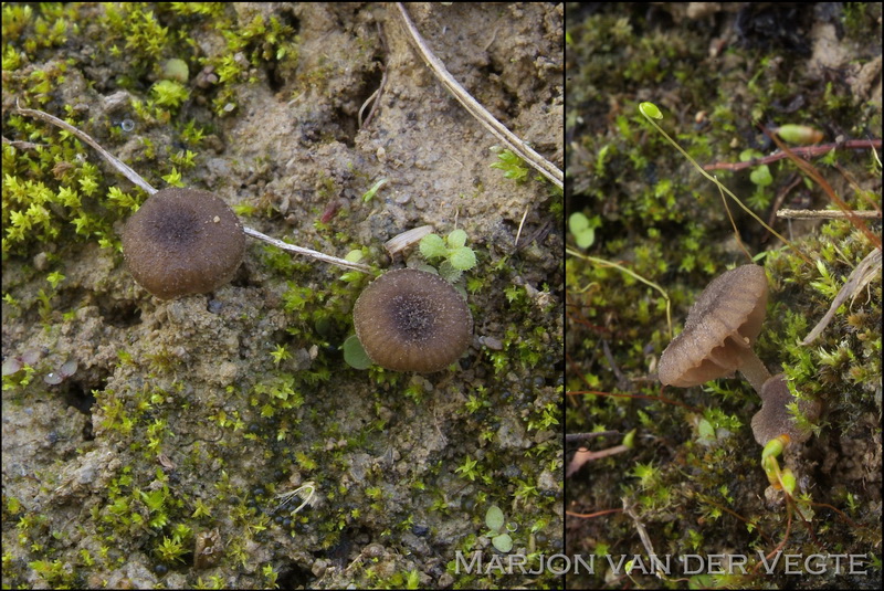 Grauwe trechtersatijnzwam - Entoloma phaeocyathus