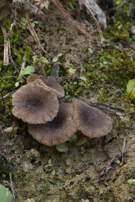 Grauwe trechtersatijnzwam - Entoloma phaeocyathus