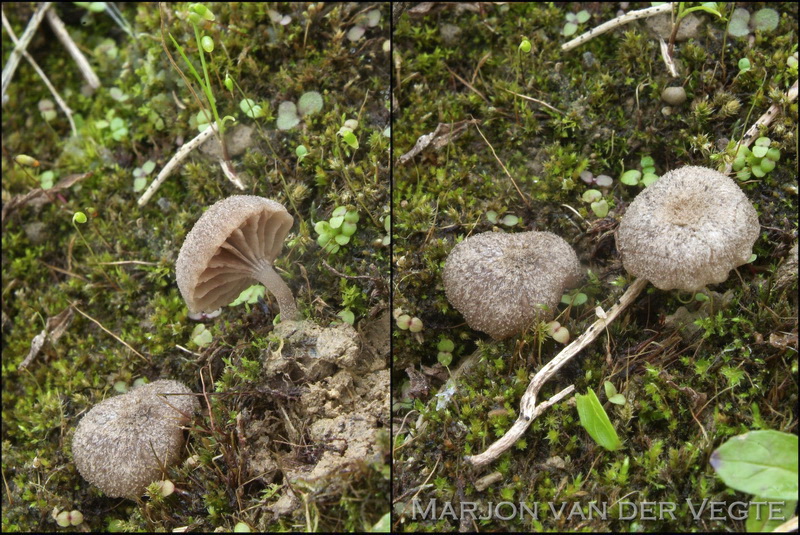 Grauwe trechtersatijnzwam - Entoloma phaeocyathus