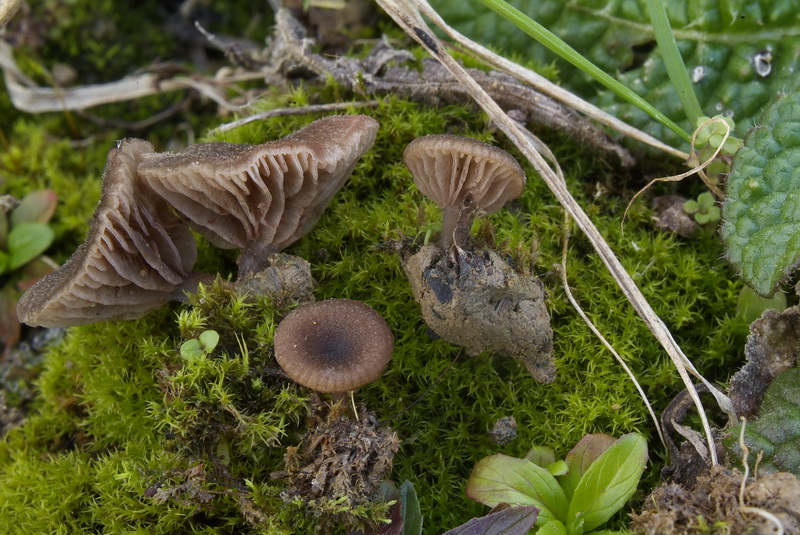 Grauwe trechtersatijnzwam - Entoloma phaeocyathus