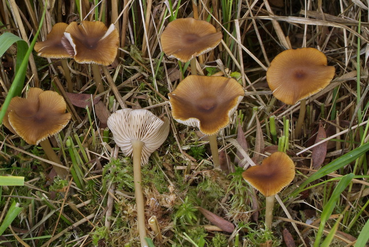 Gele satijnzwam - Entoloma formosum