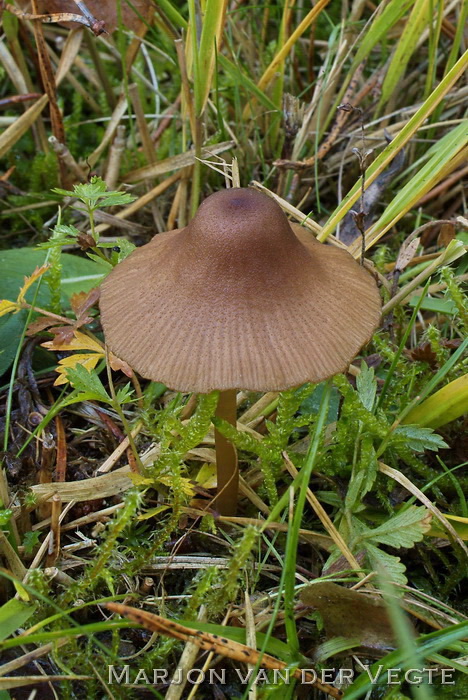 Vaalgeel staalsteeltje - Entoloma longistriatum