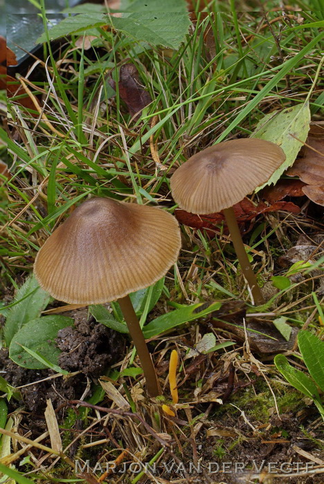 Vaalgeel staalsteeltje - Entoloma longistriatum