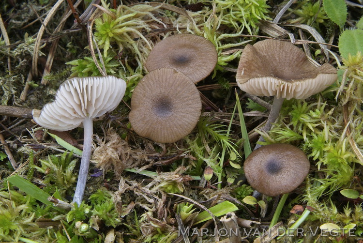 Tweekleurig staalsteeltje - Entoloma glaucobasis