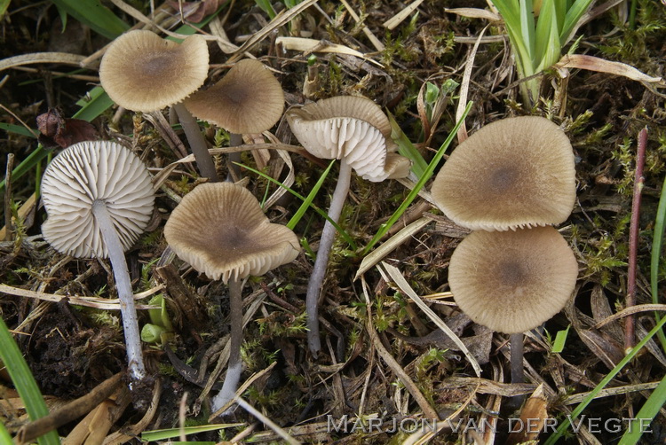 Tweekleurig staalsteeltje - Entoloma glaucobasis