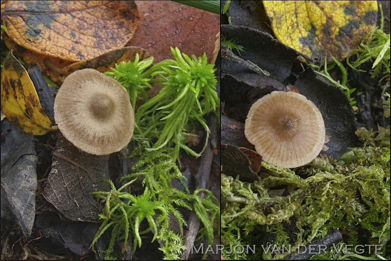 Ballonsatijnzwam - Entoloma globuliferum