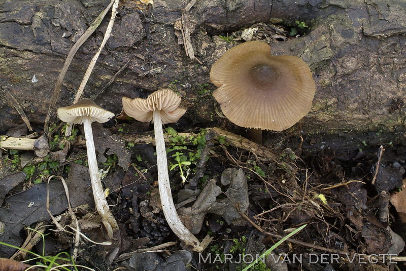 Ballonsatijnzwam - Entoloma globuliferum